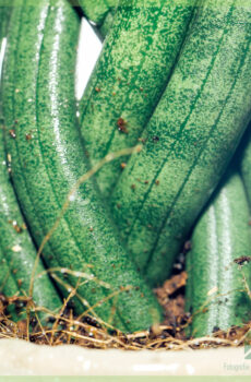 Acheter mini plante Sansevieria Twist