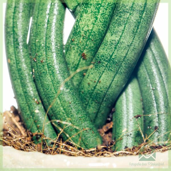 Emptum Sansevieria Twist mini plant