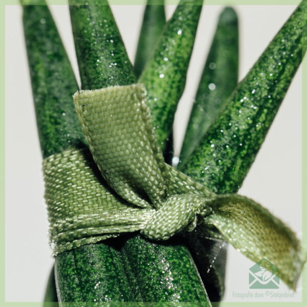 Kupte si mini rostlinu Sansevieria Twist