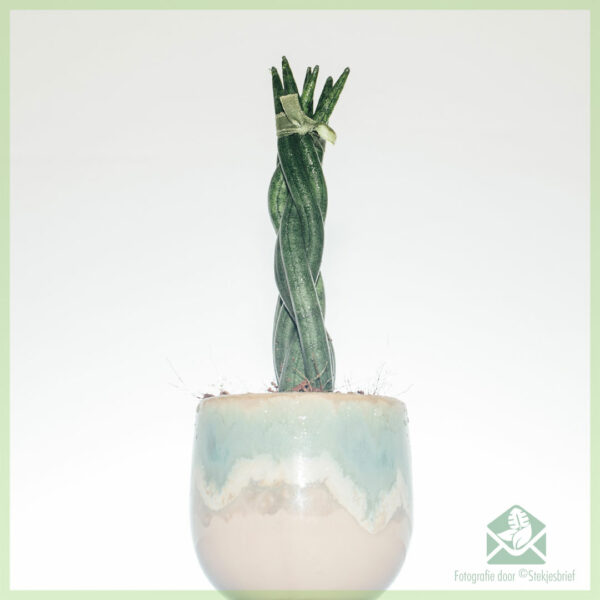 Kupte si mini rostlinu Sansevieria Twist