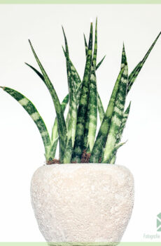 Ceannaich plannt beag Sansevieria kirkii 'Nathair'