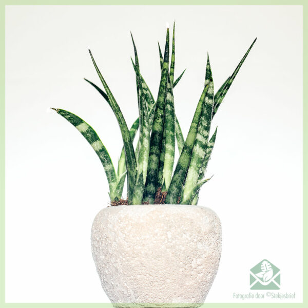 Köp Sansevieria kirkii 'Snake' miniplanta