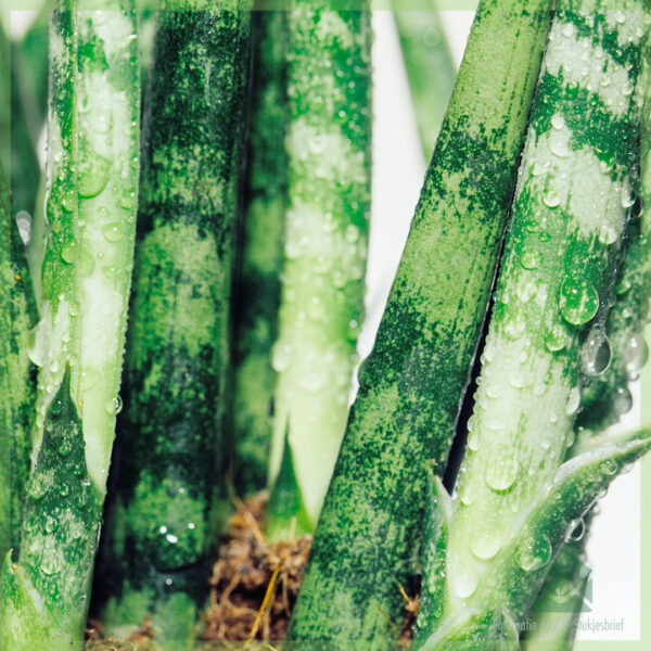 Sansevieria kirkii 'Snake' miniplant kopen