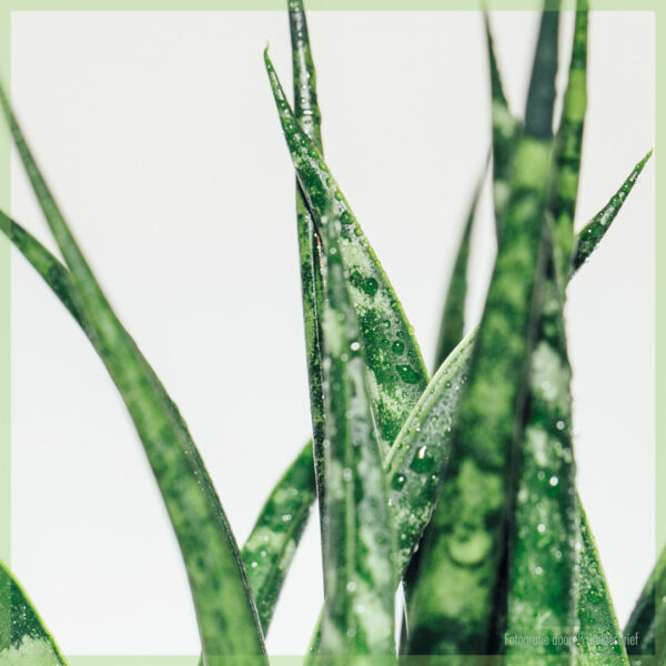 Fa'atau la'au laiti Sansevieria kirkii 'Snake'