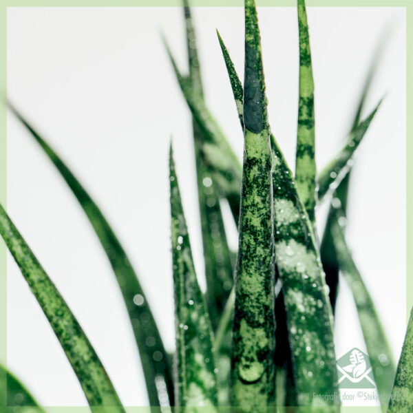 Acheter une mini-plante de Sansevieria kirkii 'Serpent'