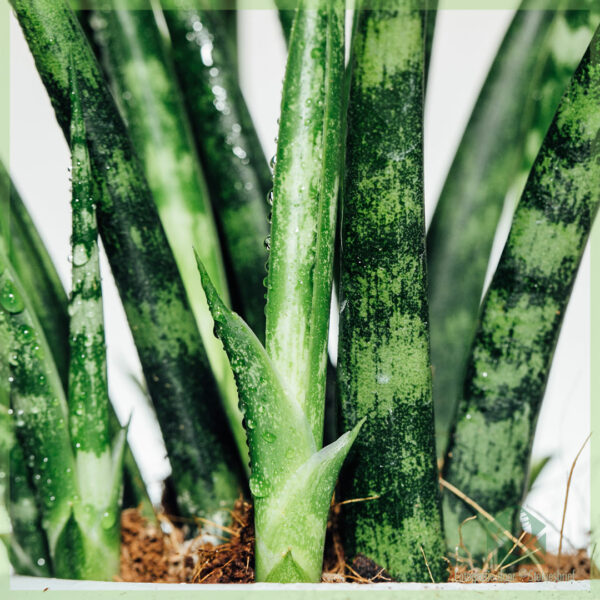 Acquista la mini pianta di Sansevieria kirkii 'Snake'