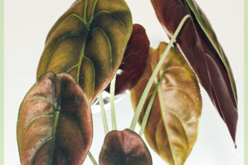 Alocasia Red Secret kopen bestellen