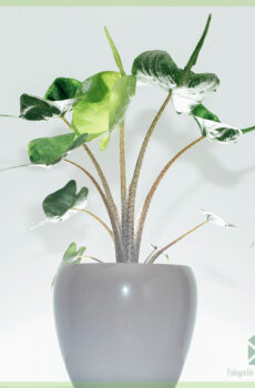 Alocasia Stingray Olifantsoor kopen en verzorgen