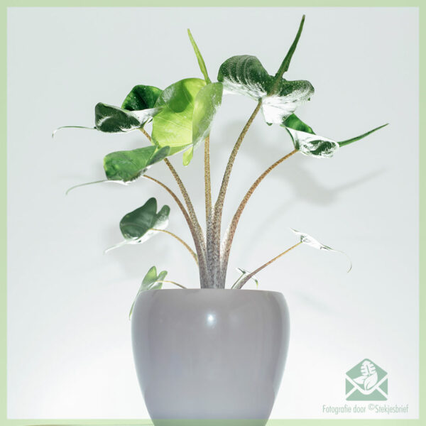 Alocasia Stingray Olifantsoor kopen en verzorgen
