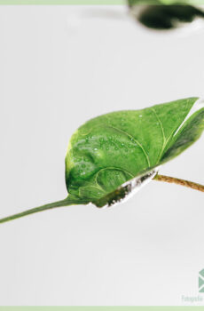 Alocasia Stingray Olifantsoor kopen en verzorgen