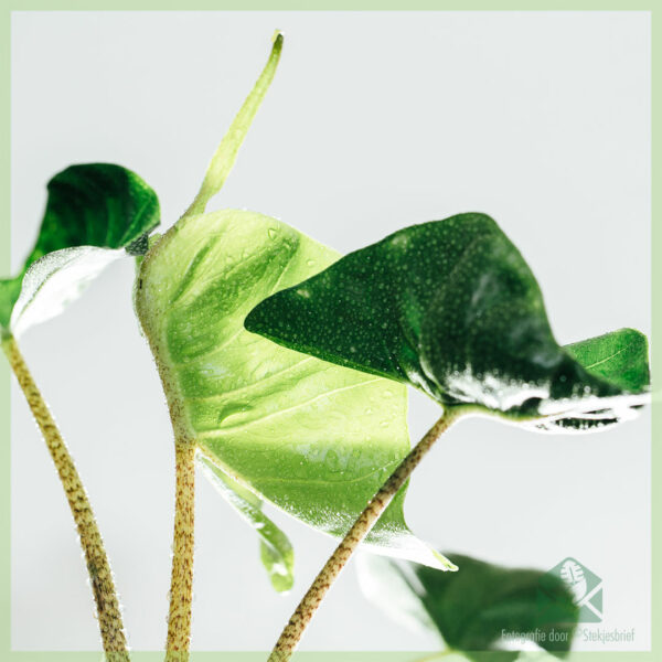 Alocasia Stingray Olifantsoor kopen en verzorgen