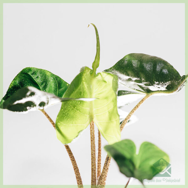 Alocasia Stingray Elephant Ear මිලදී ගෙන රැකබලා ගන්න