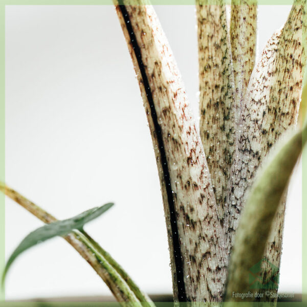 Alocasia Stingray Olifantsoor kopen en verzorgen