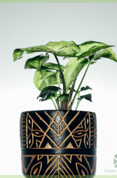 Tuku Anubis pot tanduran pot kembang pot hiasan 6 cm