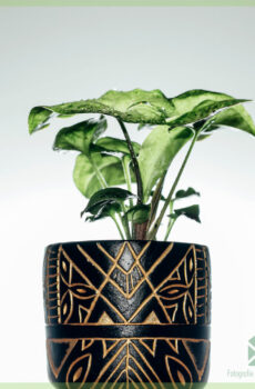 Anubis plantenpot bloempot sierpot 6 cm kopen