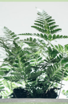 Vidio ny fern arachinodes adiantiformis