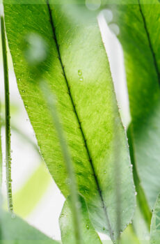 Blue star - blue fern phlebodium zinc fern මිලදී ගන්න