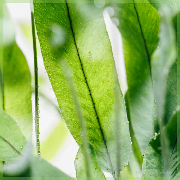 Blue star - blue fern phlebodium zinc fern මිලදී ගන්න