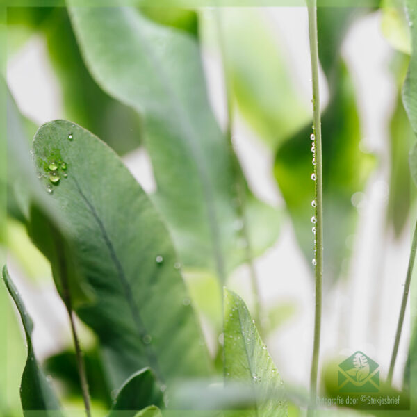 Blue star - blue fern phlebodium zinc fern මිලදී ගන්න