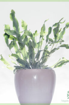 Buy Blue star - manga fern phlebodium zinc fern