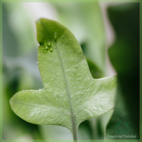 Tuku Blue star - blue fern phlebodium zinc fern