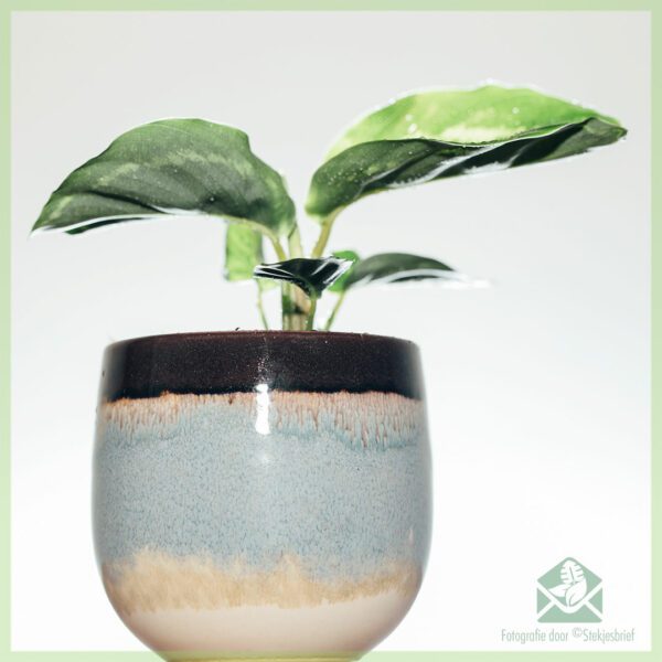 Calathea roseopicta green kopen en verzorgen
