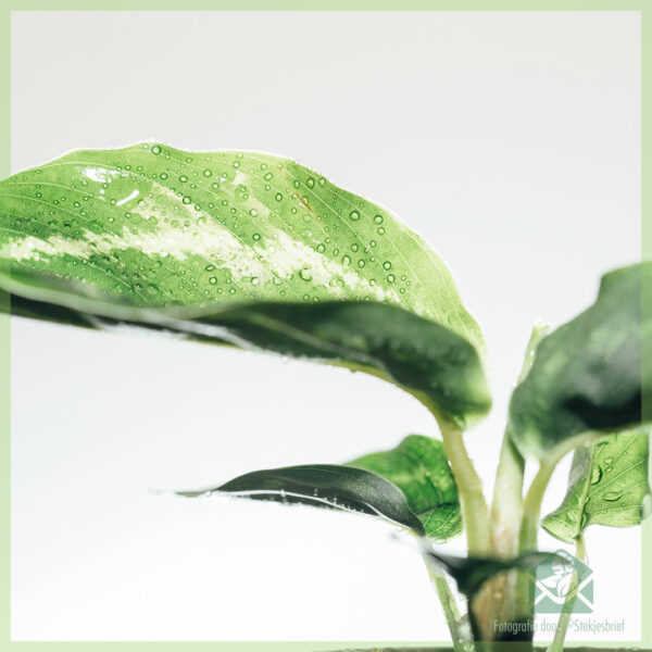Купете и се грижите за Calathea roseopicta зелена