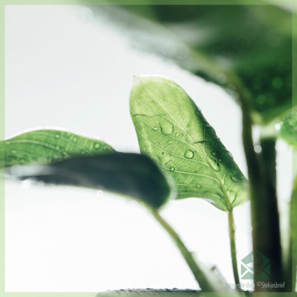Calathea roseopicta green kopen en verzorgen