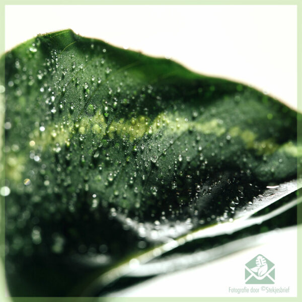 Calathea roseopicta green kopen en verzorgen