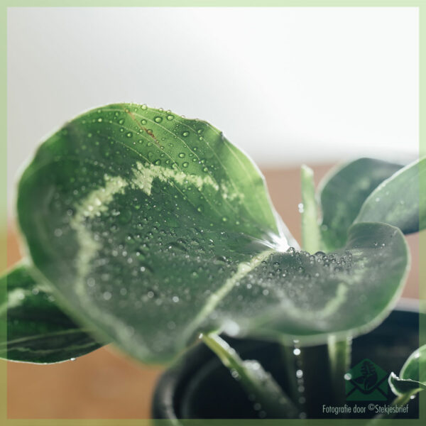 Calathea roseopicta kesk bikirin û lênihêrin