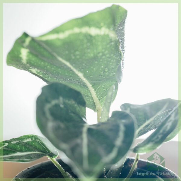 Aĉetu kaj zorgu pri Calathea roseopicta verda