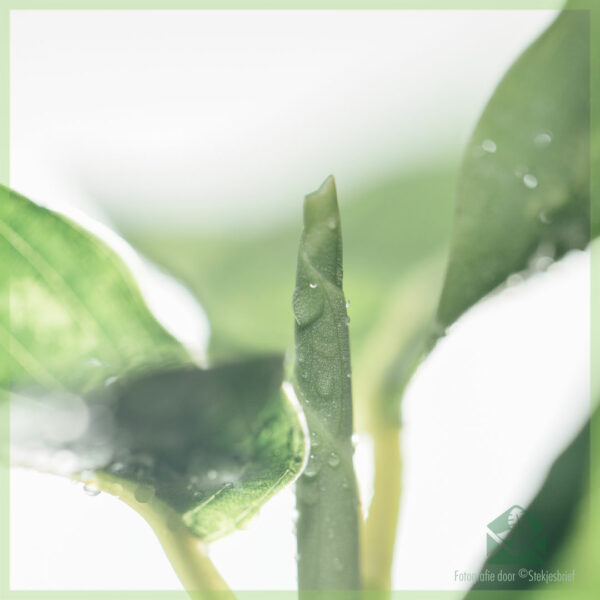 Tuku lan ngurus Calathea roseopicta green