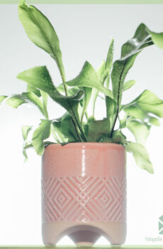 Darling plantenpot bloempot sierpot 6 cm