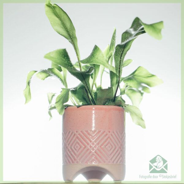 Darling plantenpot bloempot sierpot 6 cm