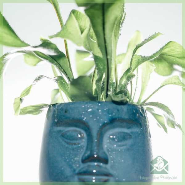 DummDumm Blue plantenpot sierpot bloempot bloemmenpot kopen