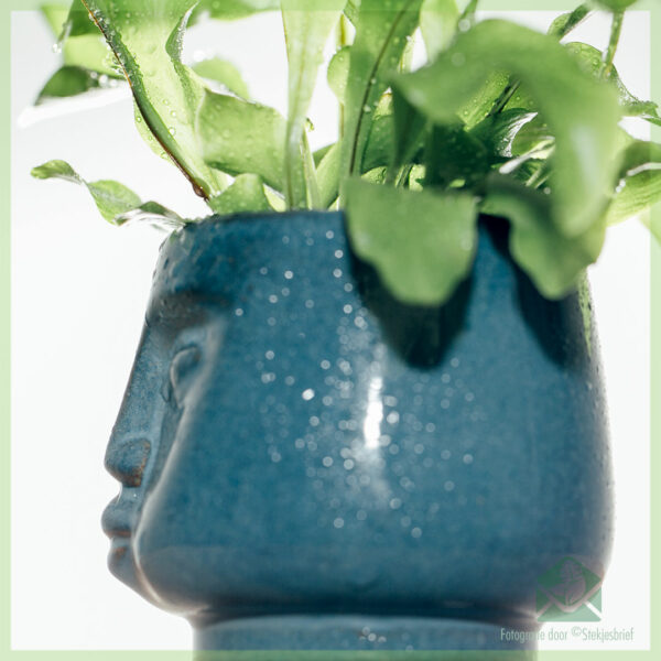 DummDumm Blue plantenpot sierpot bloempot bloemmenpot kopen