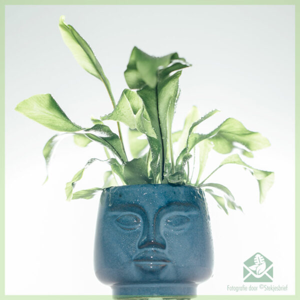 DummDumm Blue plantenpot sierpot bloempot bloemmenpot kopen