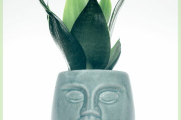 Buy Dummdumm mint plant pot flower pot decorative pot 7 cm