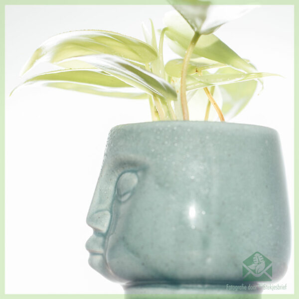Dummdumm mint plantenpot bloempot sierpot 7 cm kopen