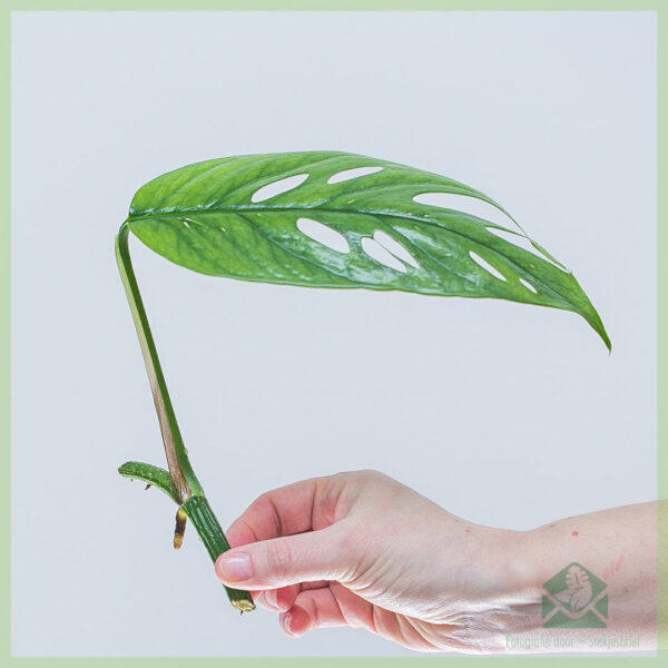 Epipremnum Pinnatum Cebu Blue stekjes kopen