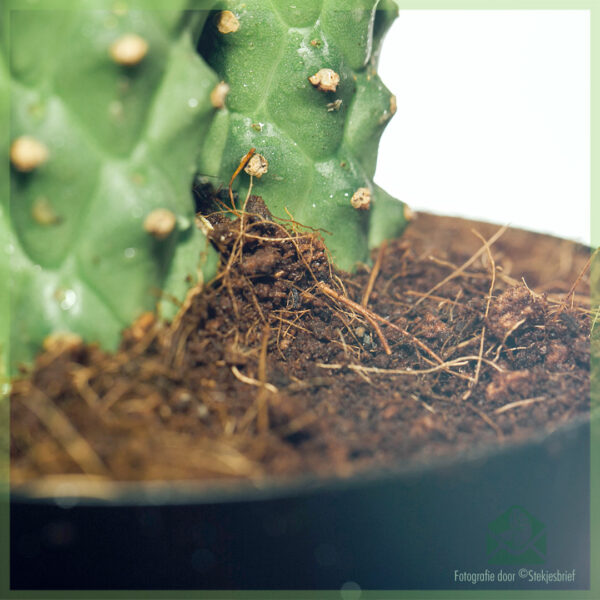 Acheter soin Euphorbia monadenium guentheri