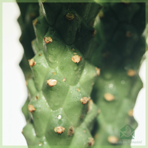 Aĉetu prizorgadon de Euphorbia monadenium guentheri