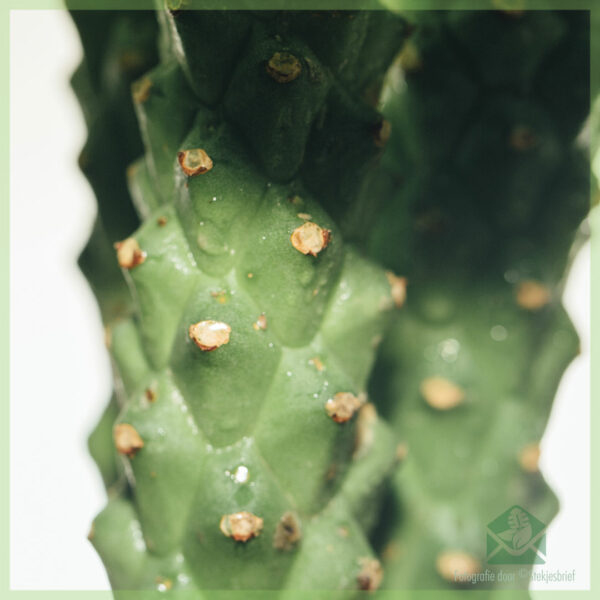 Euphorbia monadenium guentheri kopen verzorgen