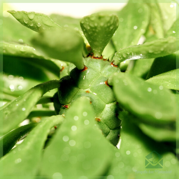 Acheter soin Euphorbia monadenium guentheri