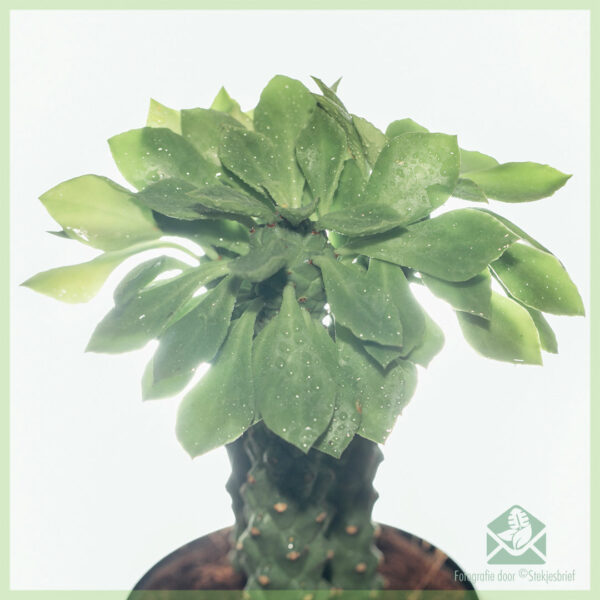 Купете грижа за Euphorbia monadenium guentheri