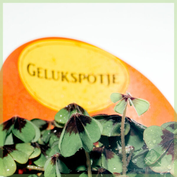 Oxalis deppei geluksklaver kopen