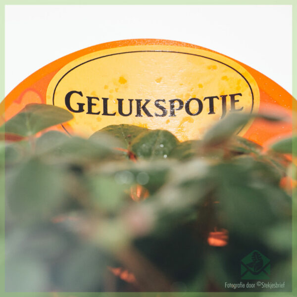 Geluksklavertje Oxalis deppei incl hoesje kopen