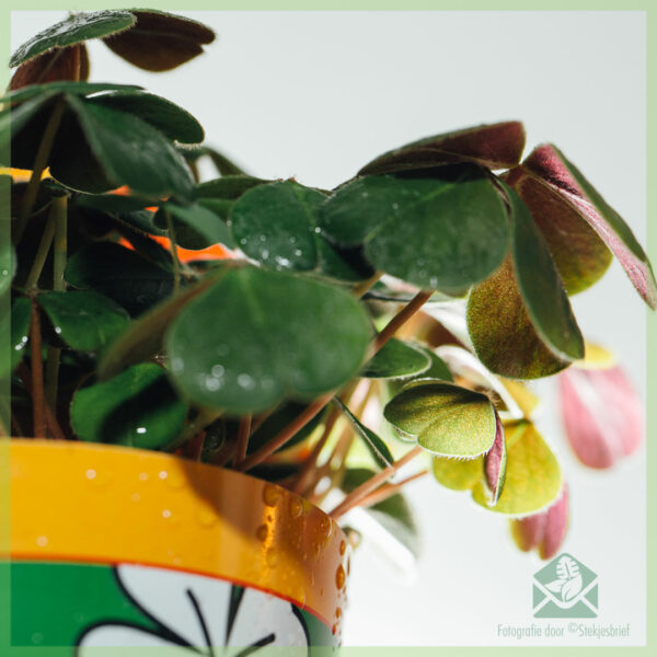 Iibso nasiibka clover Oxalis deppei incl case