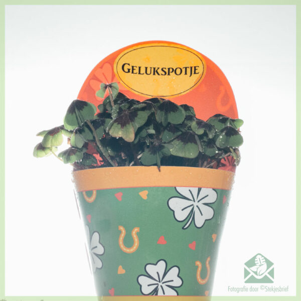 Oxalis deppei geluksklaver kopen