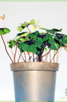 Geluksklavertje - Oxalis deppei - kopen